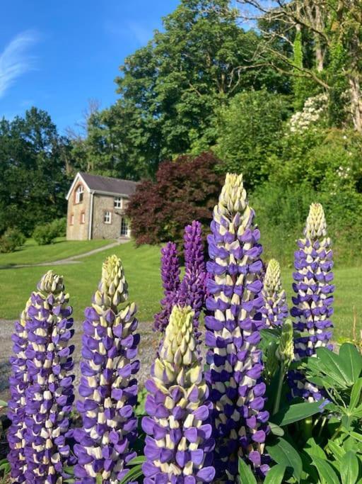 Beautiful Garden Cottage, Close To Llandeilo. Hoel-galed Buitenkant foto